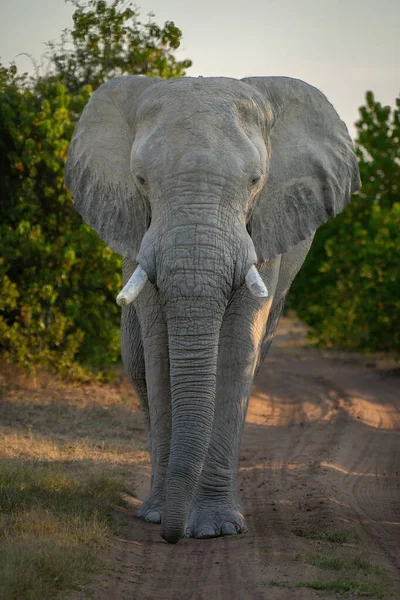 Elefante Africano Pie Frente Cámara Pista —  Fotos de Stock