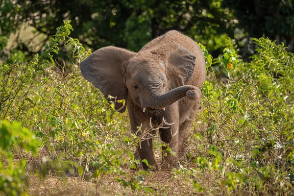 Африканский Слон Стоит Купается Пыли — стоковое фото