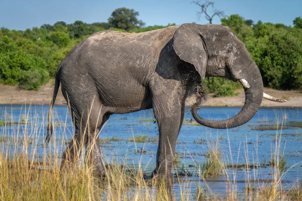 Éléphant Afrique Tient Dans Rivière Soufflant Boue — Photo