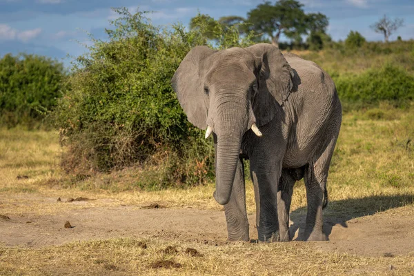 非洲象站在草原上观看摄像机 — 图库照片
