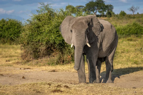 アフリカゾウはサバンナに立ってカメラを見ている — ストック写真