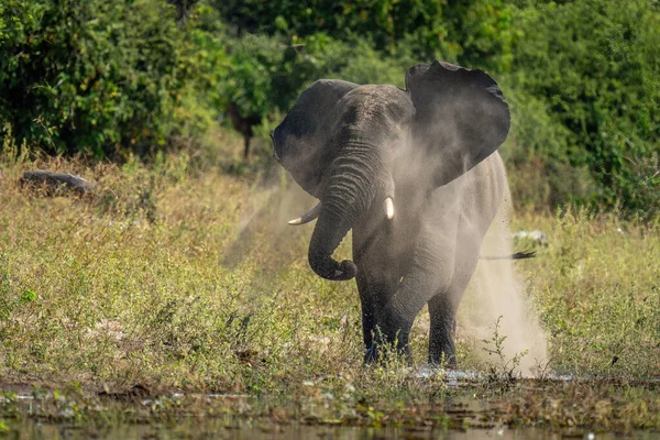 Африканский Слон Стоит Песчаном Облаке — стоковое фото