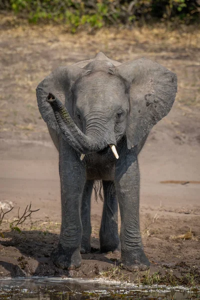 Африканский Слон Поднимает Сундук Берегу Реки — стоковое фото