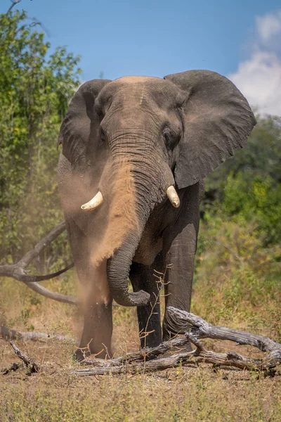 Afrikanischer Elefant Steht Neben Baumstamm Und Wirft Staub — Stockfoto