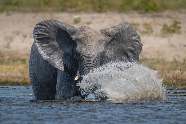 Африканский Слон Стоит Делает Спрей Воде — стоковое фото