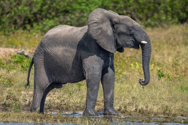 Elefante Africano Encuentra Orilla Del Río Levantamiento Cabeza — Foto de Stock