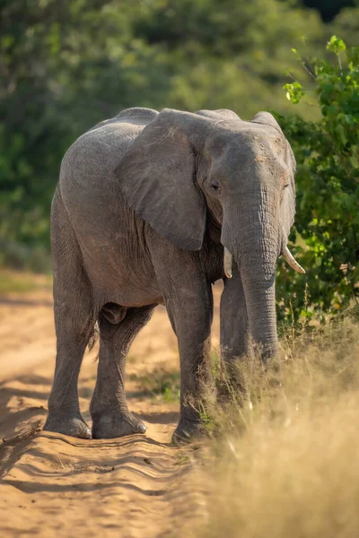 Elefante Africano Para Cámara Observación Pista — Foto de Stock