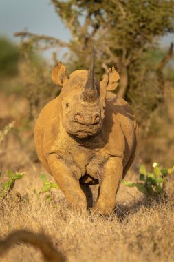 Siyah gergedan elinde fenerle kaktüslerin arasında duruyor.