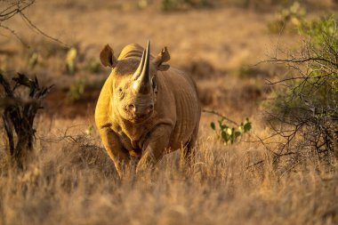 Black rhino stands between bushes facing camera clipart