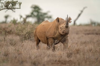 Siyah gergedan ağacın yanında durup kamerayı izliyor.