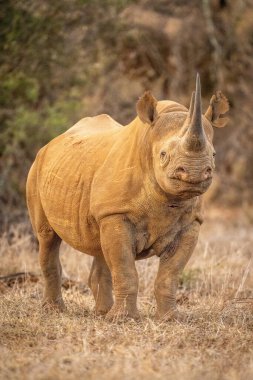 Siyah gergedan otların üzerinde kameraya bakıyor.