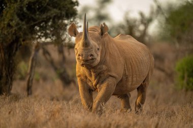 Siyah gergedan kamerayı temizliyor.