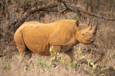 Siyah gergedan kaktüslerin arasında çimlerde duruyor.