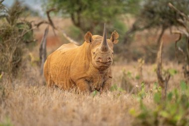 Siyah gergedan kaktüslerin arasında kamerayı izliyor.