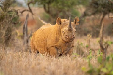 Siyah gergedan kaktüslerin arasında kamerayı izliyor.
