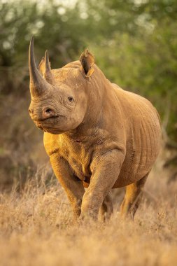 Siyah gergedan kameranın açılışını izliyor.