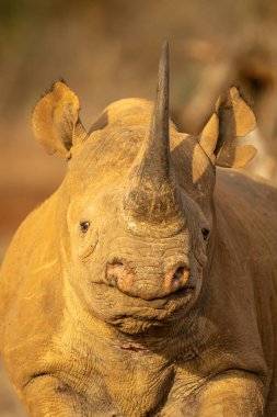 Kameraya doğru bakan siyah gergedanın yakın çekimi