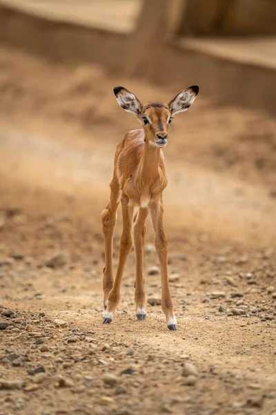 Bebé Impala Común Para Pista Tierra —  Fotos de Stock