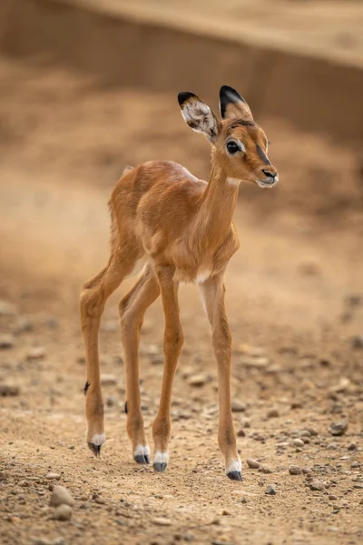 Baby Gewone Impala Staat Stenig Spoor — Stockfoto