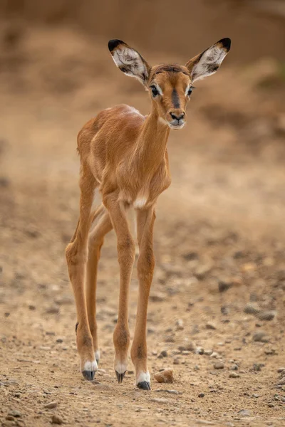 Baby Common Impala Walks Stony Track — Stock Photo, Image