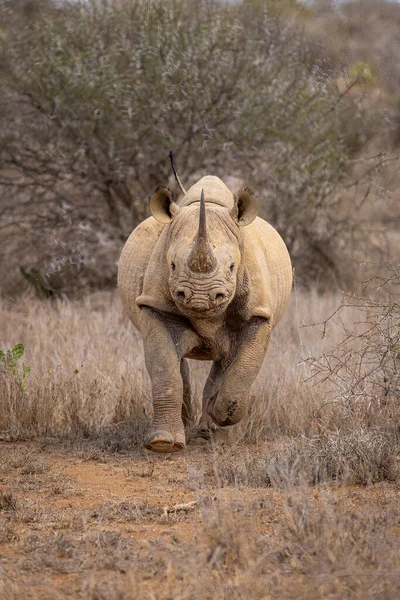 Black Rhino Charges Camera Bush — Stock Photo, Image