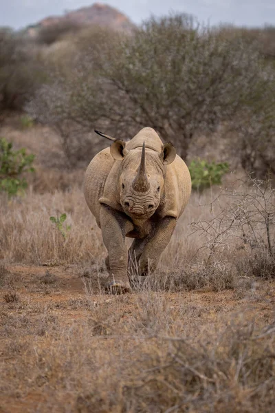 Чёрный Носорог Приближается Камере Над Травой — стоковое фото