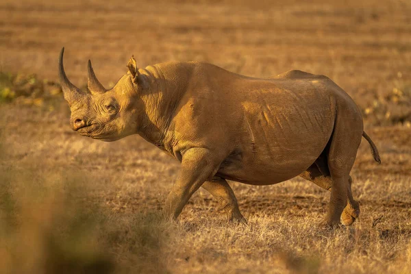 Чёрный Носорог Пересекает Саванну Золотом Свете — стоковое фото