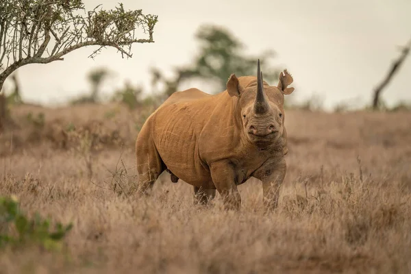 Spitzmaulnashorn Steht Gras Kamera — Stockfoto