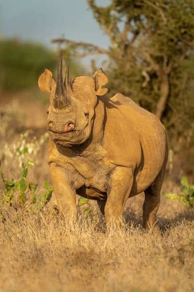 Rinoceronte Negro Encuentra Entre Los Cactus Que Miran Cámara —  Fotos de Stock
