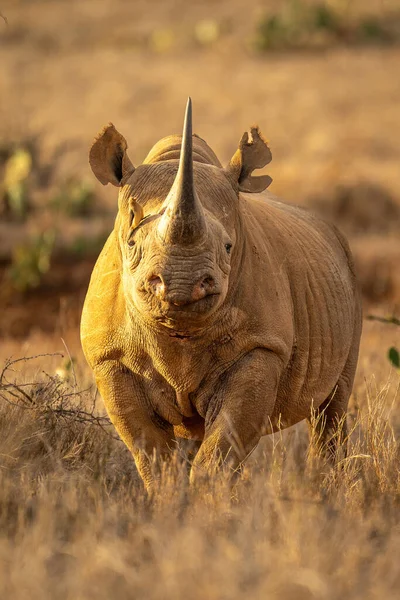 Estandes Rinoceronte Preto Acompanhados Pica Pau Bico Vermelho — Fotografia de Stock