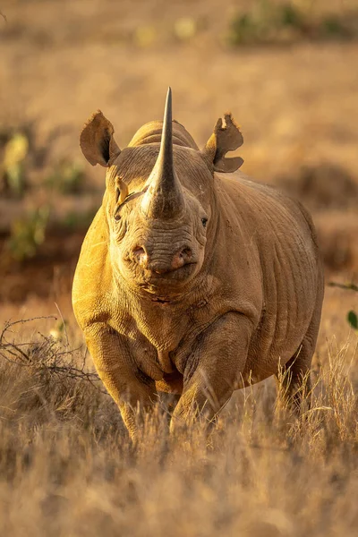 Zwarte Neushoorn Staat Vergezeld Van Roodsnaveloxpiker — Stockfoto