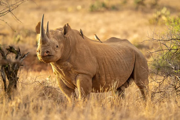 Чёрный Носорог Стоит Среди Кустов Смотрит Камеру — стоковое фото
