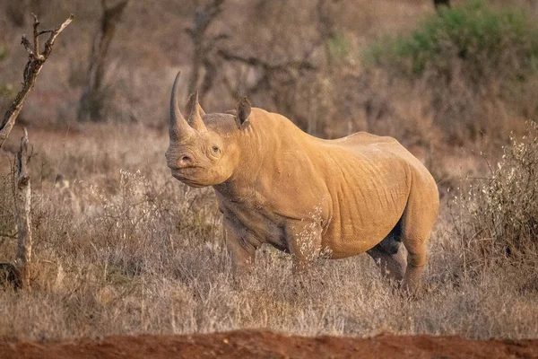 Spitzmaulnashorn Steht Zwischen Büschen Und Beäugt Kamera — Stockfoto