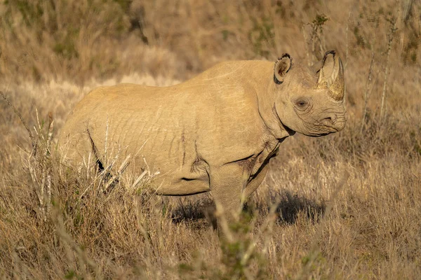Чёрный Носорог Стоит Куста Солнце — стоковое фото