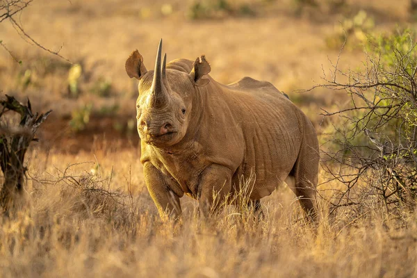 Rhino Noir Tient Entre Les Buissons Caméra Surveillance — Photo