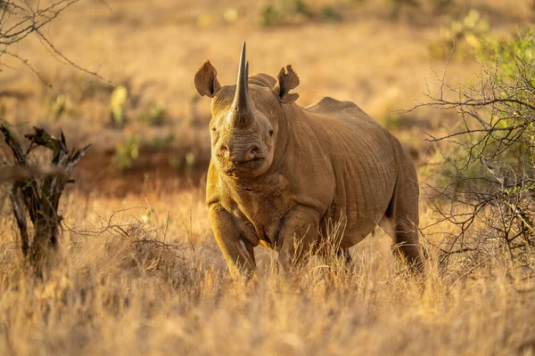 Rhino Noir Tient Entre Les Buissons Caméra Oculaire — Photo