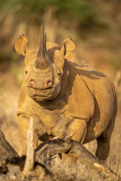 Black Rhino Stands Logs Sunshine — Stock Photo, Image