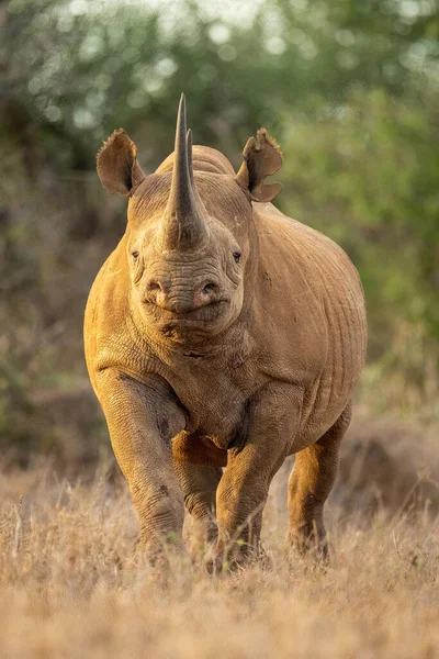 Svart Noshörning Står Ögon Kamera Från Clearing — Stockfoto