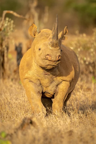Black Rhino Stands Cocking Head Camera — Stock Photo, Image