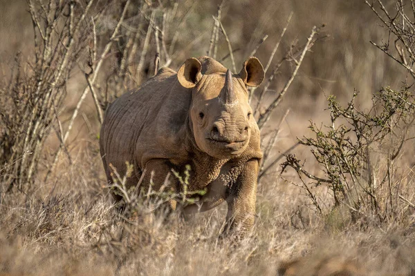Rhinocéros Noir Tient Dans Les Buissons Caméra Oculaire — Photo