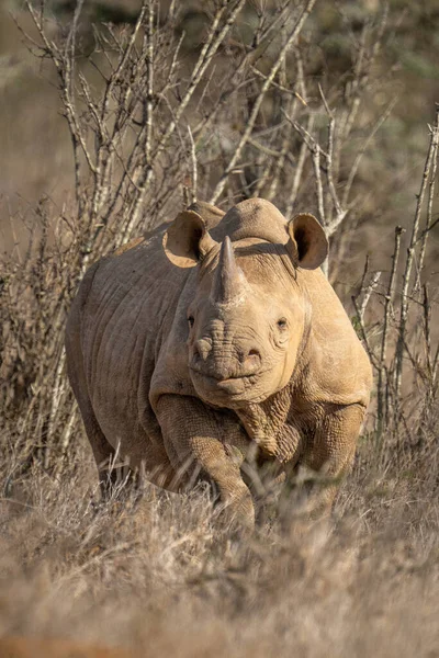 Black Rhino Stands Bushes Watching Camera — Stock Photo, Image