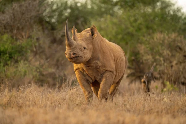 Spitzmaulnashorn Steht Vor Überwachungskamera Auf Lichtung — Stockfoto