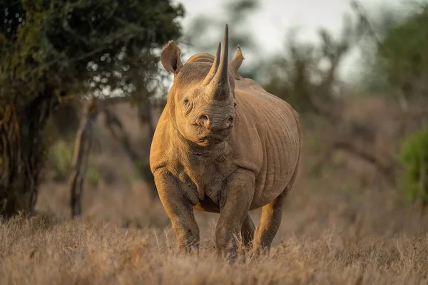 Black Rhino Stands Eyeing Camera Trees — Stock Photo, Image