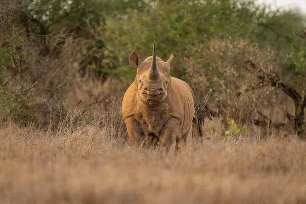 Black Rhino Stands Facing Straight Camera — Stock Photo, Image