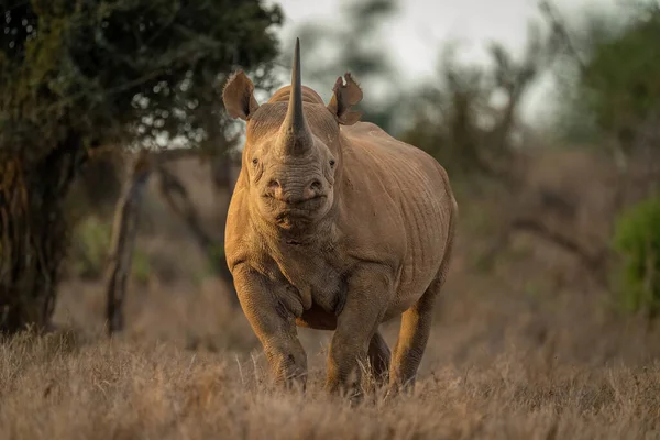 Black Rhino Stands Clearing Facing Camera — Stock Photo, Image