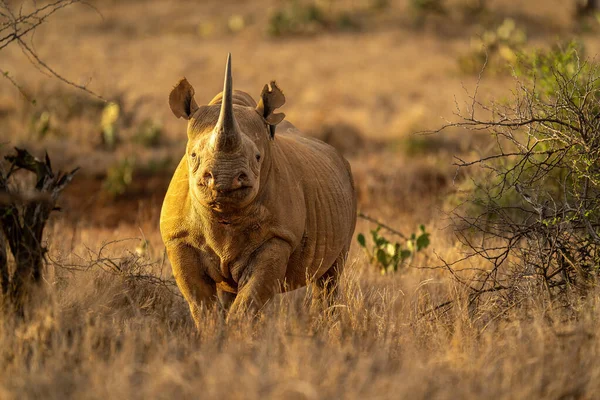 Rhino Noir Tient Près Des Buissons Caméra Eyeing — Photo