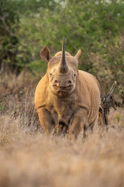 Rhinocéros Noir Regarde Droit Vers Caméra — Photo