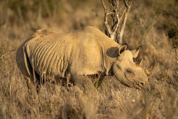 Rhinocéros Noir Tient Soleil Avec Lumière Jour — Photo