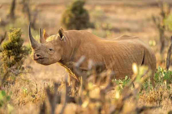 코뿔소가 사바나에서 바라본다 — 스톡 사진