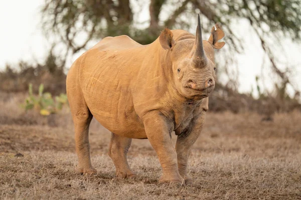 Rhino Noir Tient Sur Herbe Caméra Surveillance — Photo